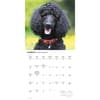 image Poodles 2026 Wall Calendar Second Alternate Image