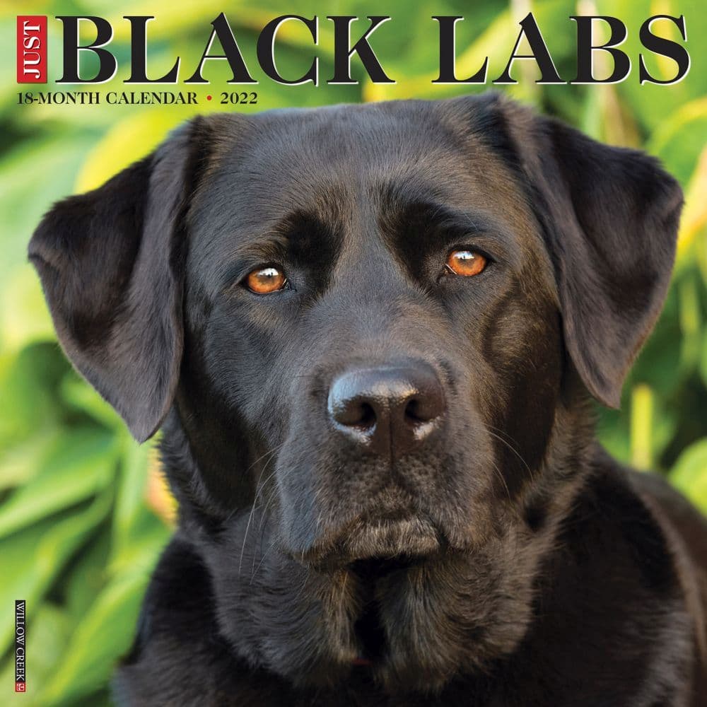 Just Lab Black 2022 Wall Calendar