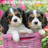 image Just Cavalier King Charles Puppies 2026 Wall Calendar Main Image