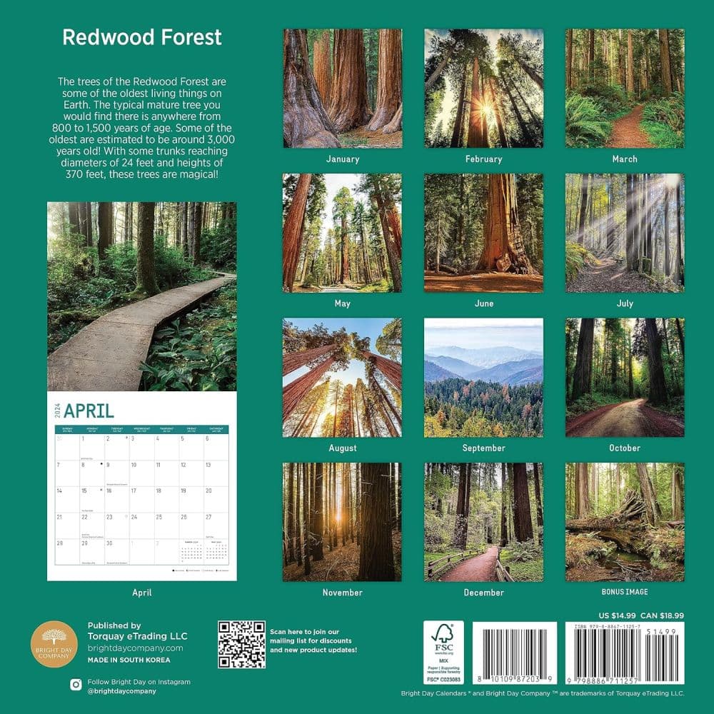 Redwood Forest 2024 Wall Calendar First Alternate Image width=&quot;1000&quot; height=&quot;1000&quot;