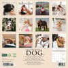 image So God Made a Dog 2025 Wall Calendar