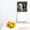 image Old English Sheepdogs 2024 Wall Calendar Third Alternate Image width=&quot;1000&quot; height=&quot;1000&quot;