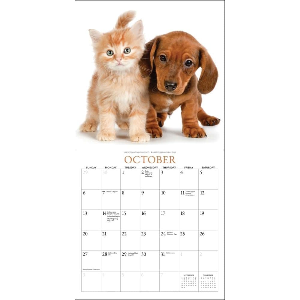 Kittens &amp; Friends 2024 Mini Wall Calendar Fourth Alternate Image width=&quot;1000&quot; height=&quot;1000&quot;