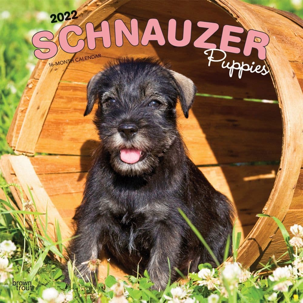 Schnauzer Puppies 2022 Wall Calendar