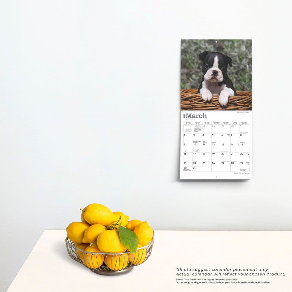 Boston Terrier Puppies 2025 Mini Wall Calendar Fourth Alternate Image width=&quot;1000&quot; height=&quot;1000&quot;