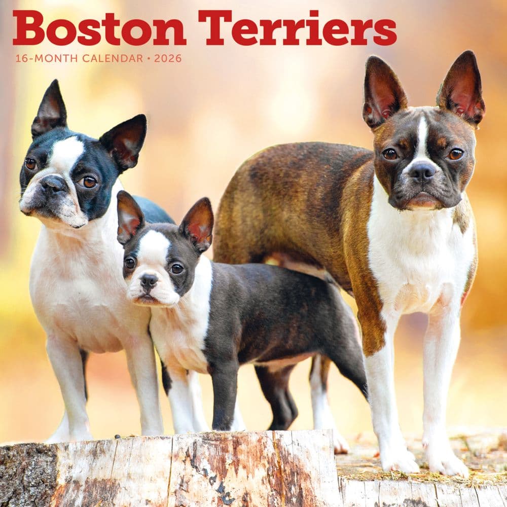 Boston Terriers 2026 Wall Calendar Main Product Image