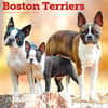 image Boston Terriers 2026 Wall Calendar Main Product Image