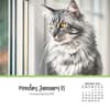 image Cats And Kittens 2025 Desk Calendar