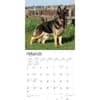 image German Shepherds 2024 Wall Calendar Alternate Image 2