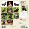 image Dachshund Puppies 2024 Mini Wall Calendar First Alternate Image width=&quot;1000&quot; height=&quot;1000&quot;