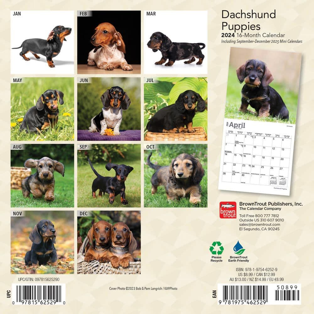 Dachshund Puppies 2024 Mini Wall Calendar - Calendars.com