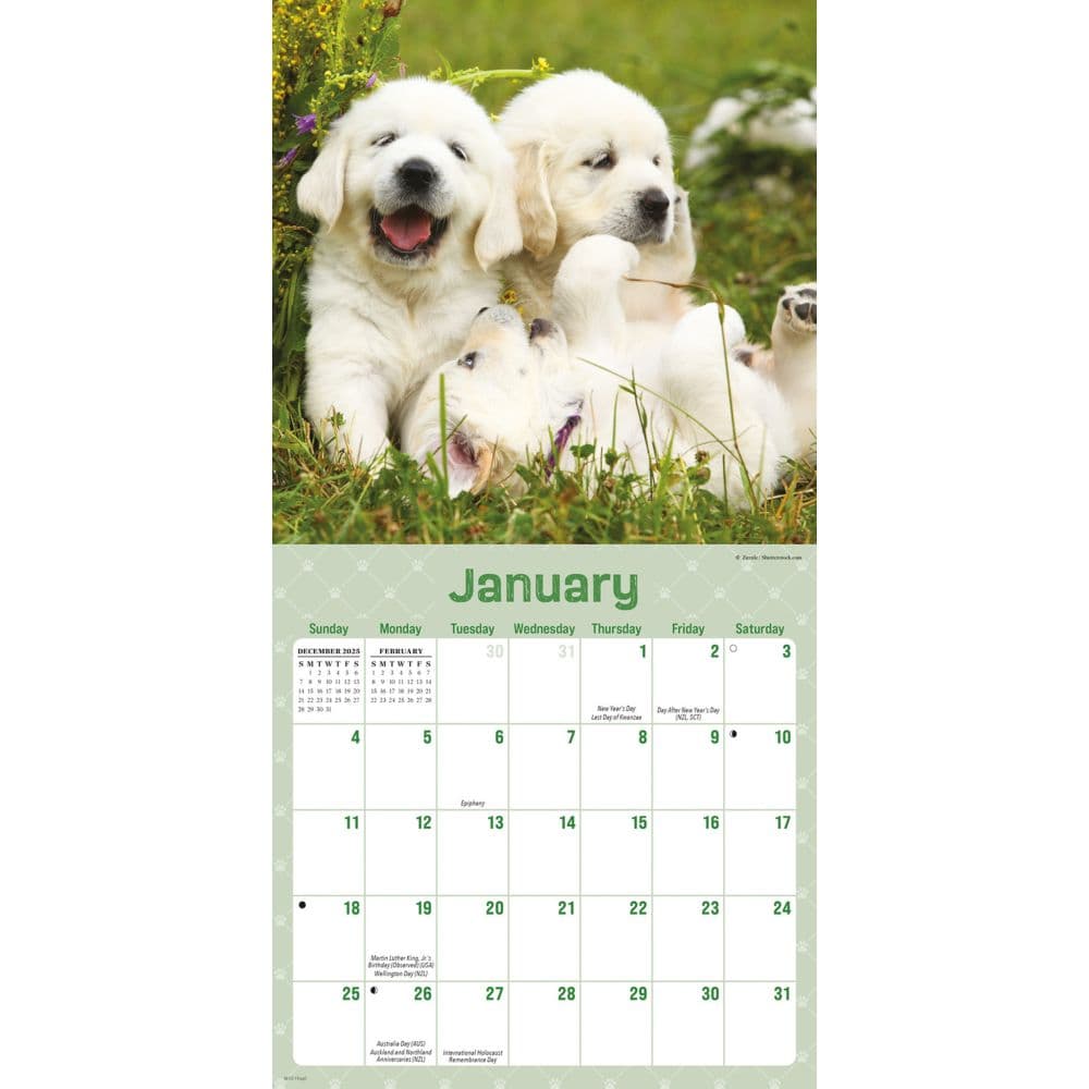 Playful Puppies 2026 Mini Wall Calendar Second Alternate Image