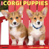 image Just Corgi Puppies 2025 Wall Calendar Main Product Image width=&quot;1000&quot; height=&quot;1000&quot;
