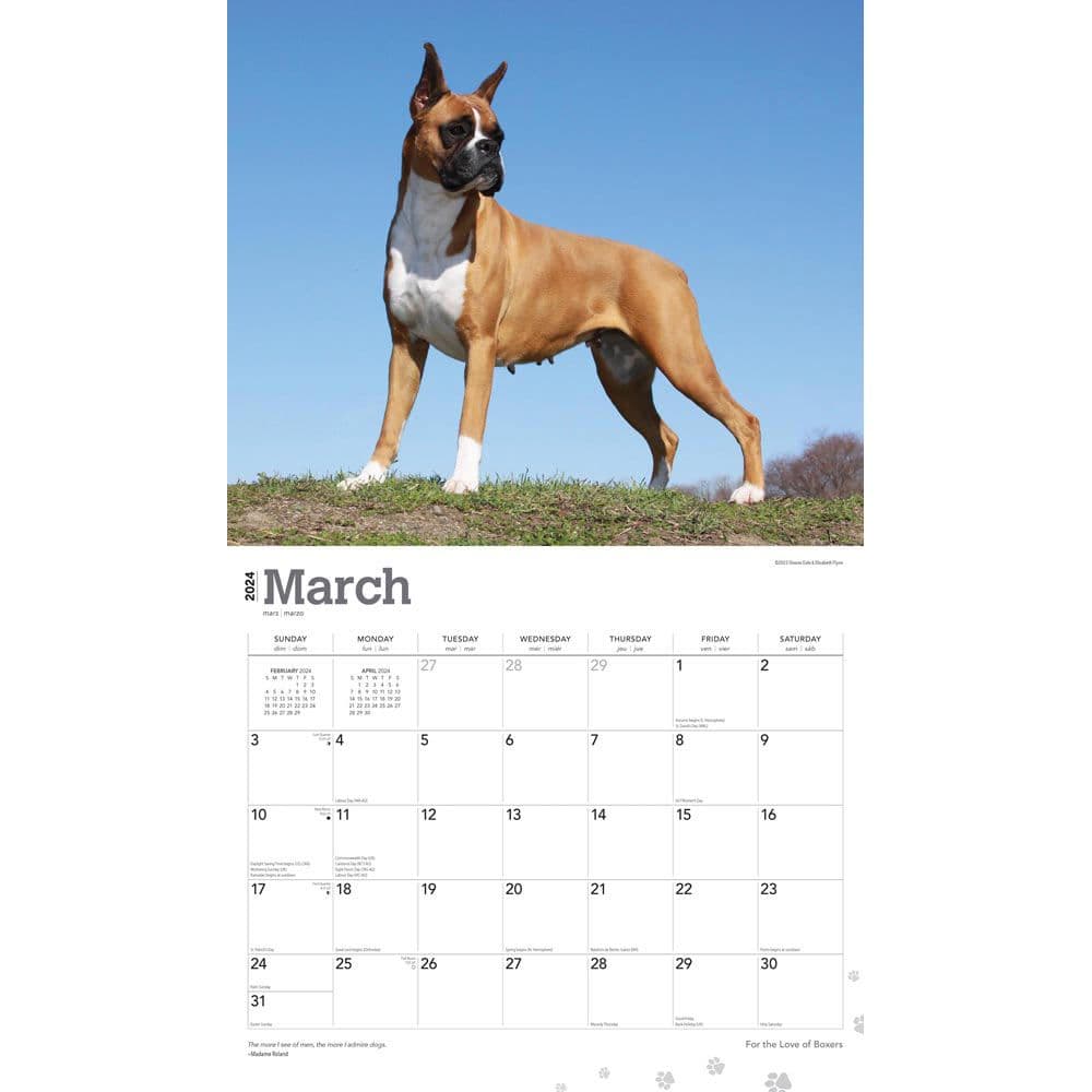 Boxers Deluxe 2024 Wall Calendar