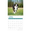 image Australian Shepherds 2025 Wall Calendar Second Alternate Image width="1000" height="1000"