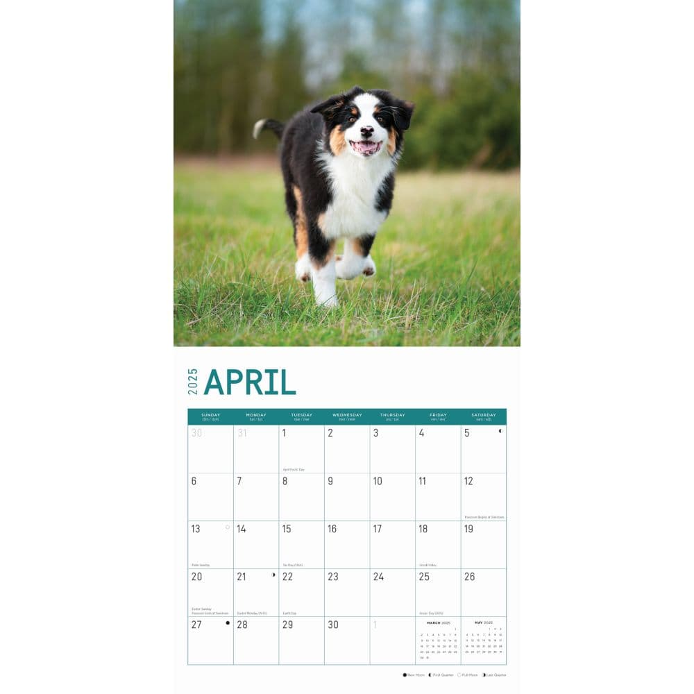 Australian Shepherds 2025 Wall Calendar Second Alternate Image width=&quot;1000&quot; height=&quot;1000&quot;