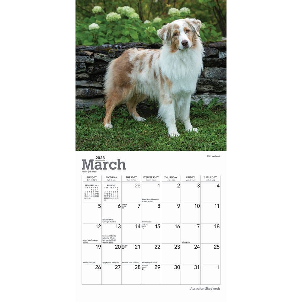 Australian Shepherds 2023 Mini Calendar - Calendars.com