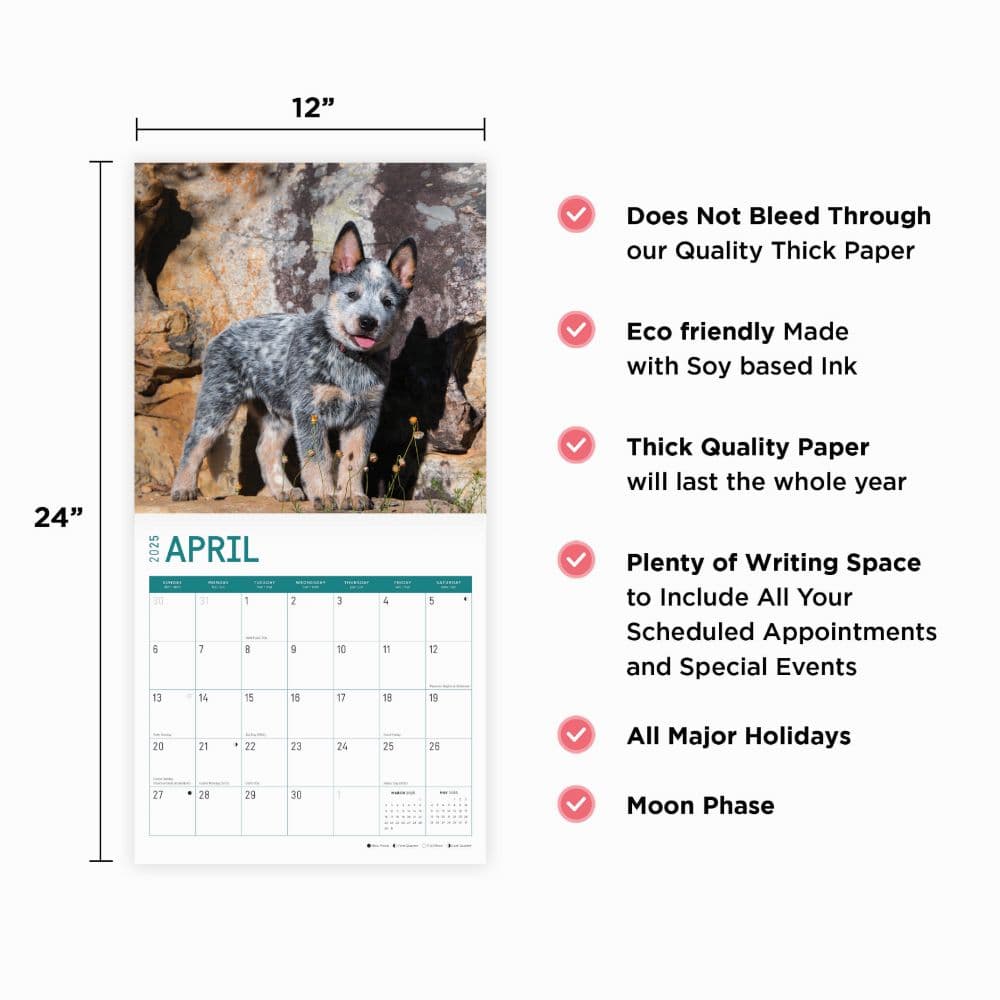 Australian Cattle Dogs 2025 Wall Calendar Fourth Alternate Image width="1000" height="1000"