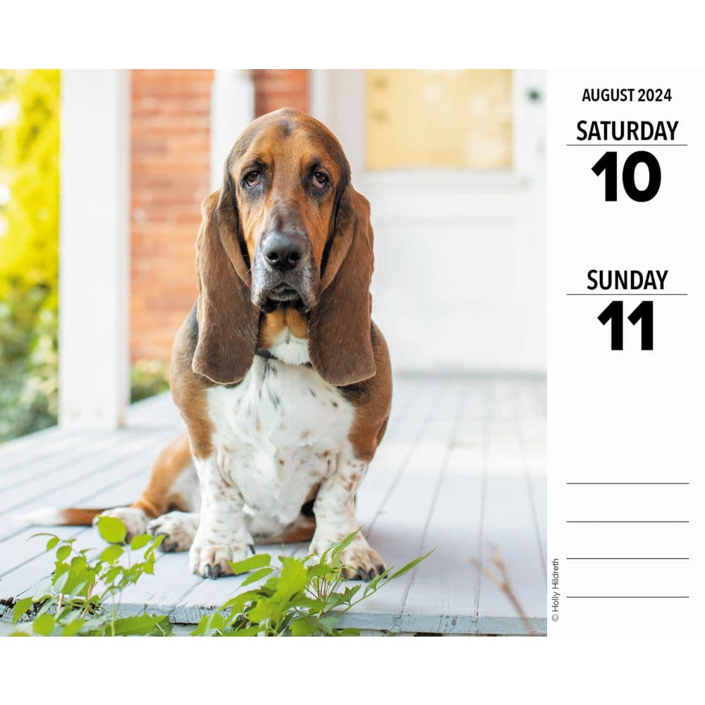 Basset Hounds Just 2024 Desk Calendar