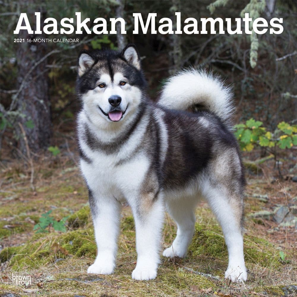 Alaskan Malamutes Wall Calendar