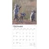 image Meerkats 2025 Wall Calendar Third Alternate Image