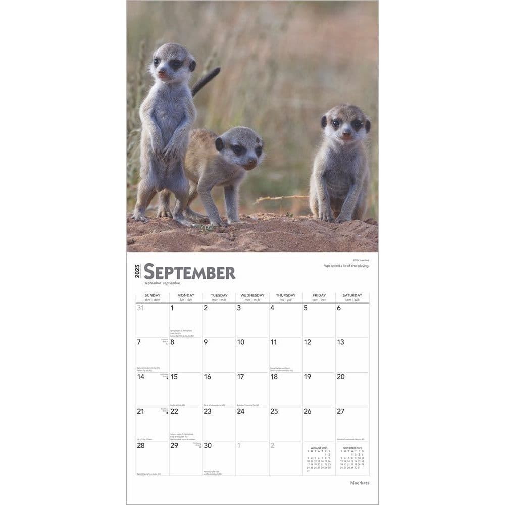 Meerkats 2025 Wall Calendar Third Alternate Image