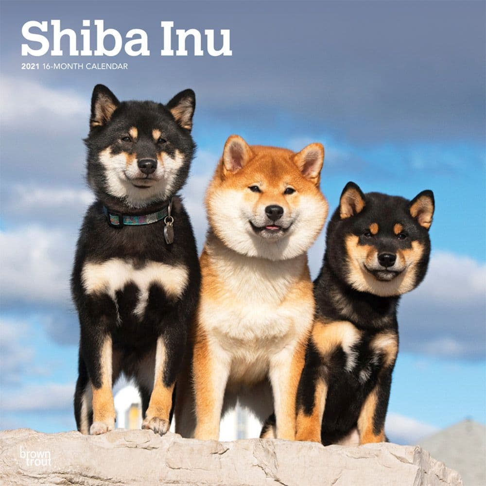 Shiba Inu Wall Calendar Calendars com