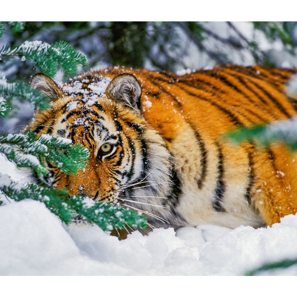 Tigers WWF 2025 Wall Calendar Third Alternate Image width="1000" height="1000"
