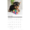 image Just Yorkie Puppies 2026 Wall Calendar Second Alternate Image
