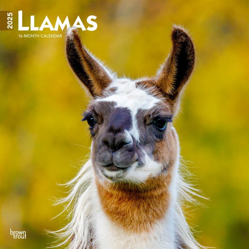 image Llamas 2025 Wall Calendar  Main Image