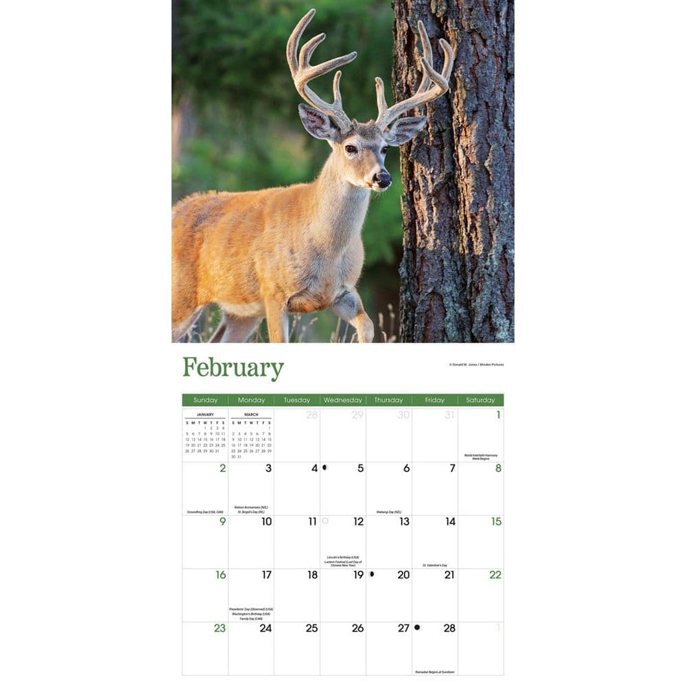 White Tailed Deer 2025 Wall Calendar Second Alternate Image width=&quot;1000&quot; height=&quot;1000&quot;