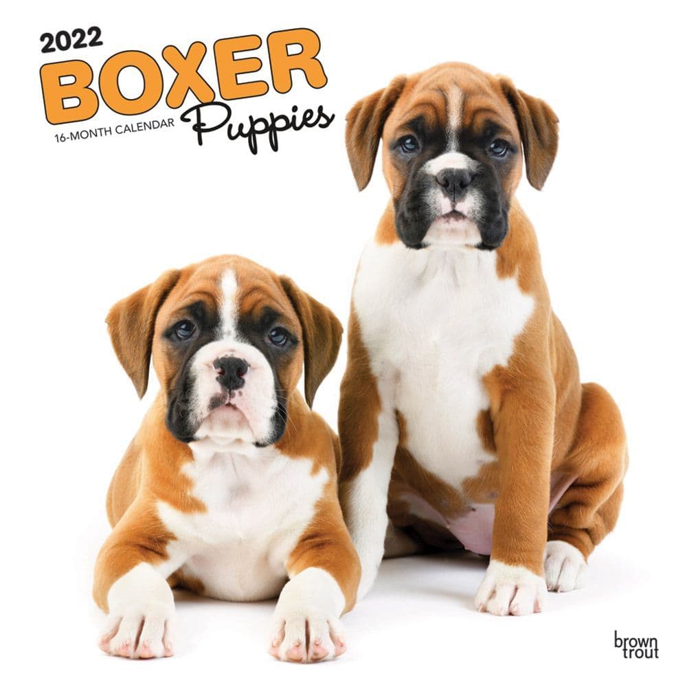 Boxers 2022 Calendar