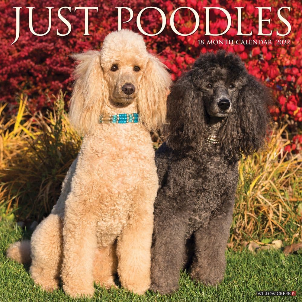 Poodles 2022 Calendars