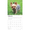 image Yorkshire Terriers 2025 Wall Calendar