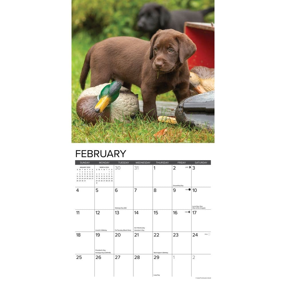 Just Lab Puppies 2024 Wall Calendar Alternate Image 2