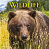 image Wildlife Special Value 2026 Wall Calendar Main Image