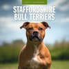 image Staffordshire Bull Terriers 2025 Wall Calendar Main Image