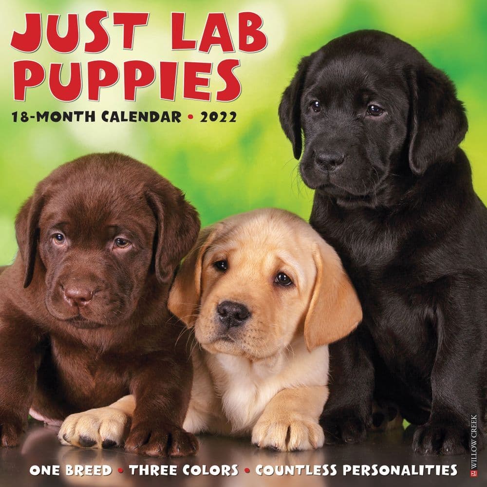 Lab Puppies 2022 Wall Calendar - Calendars.com