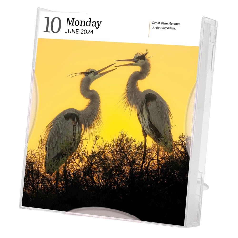 Audubon Birds Gallery 2024 Desk Calendar