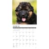 image Just German Shepherd Puppies 2025 Wall Calendar Second Alternate Image width=&quot;1000&quot; height=&quot;1000&quot;