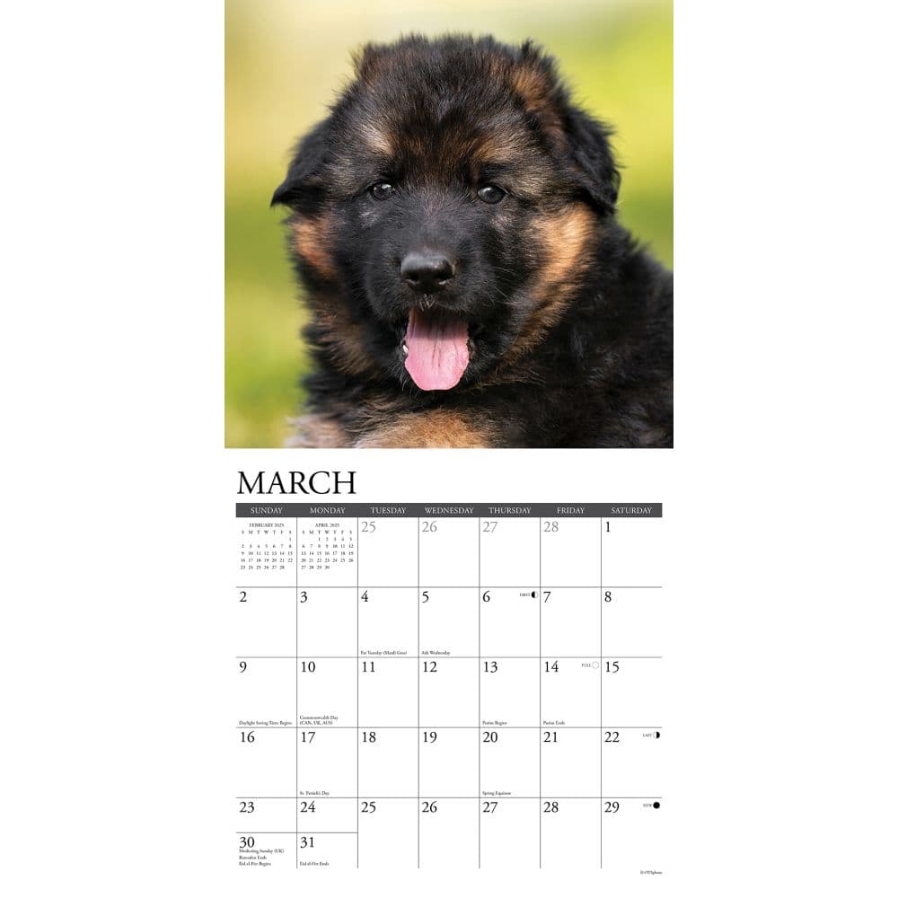 Just German Shepherd Puppies 2025 Wall Calendar Second Alternate Image width=&quot;1000&quot; height=&quot;1000&quot;