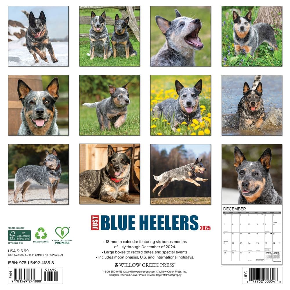 Blue Heelers 2025 Wall Calendar