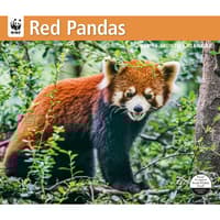 image Red Pandas WWF 2026 Wall Calendar  Main Image