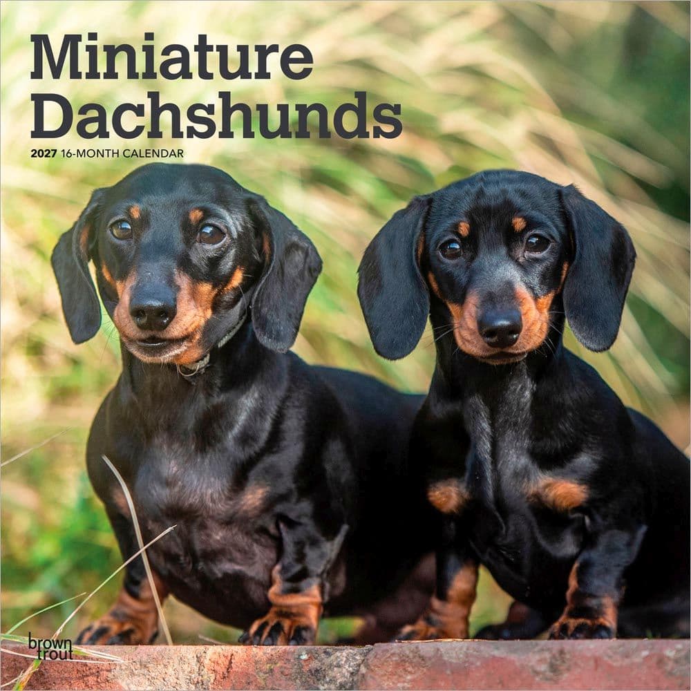 Miniature Dachshunds 2027 Wall Calendar Main Product Image