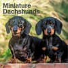 image Miniature Dachshunds 2027 Wall Calendar Main Product Image