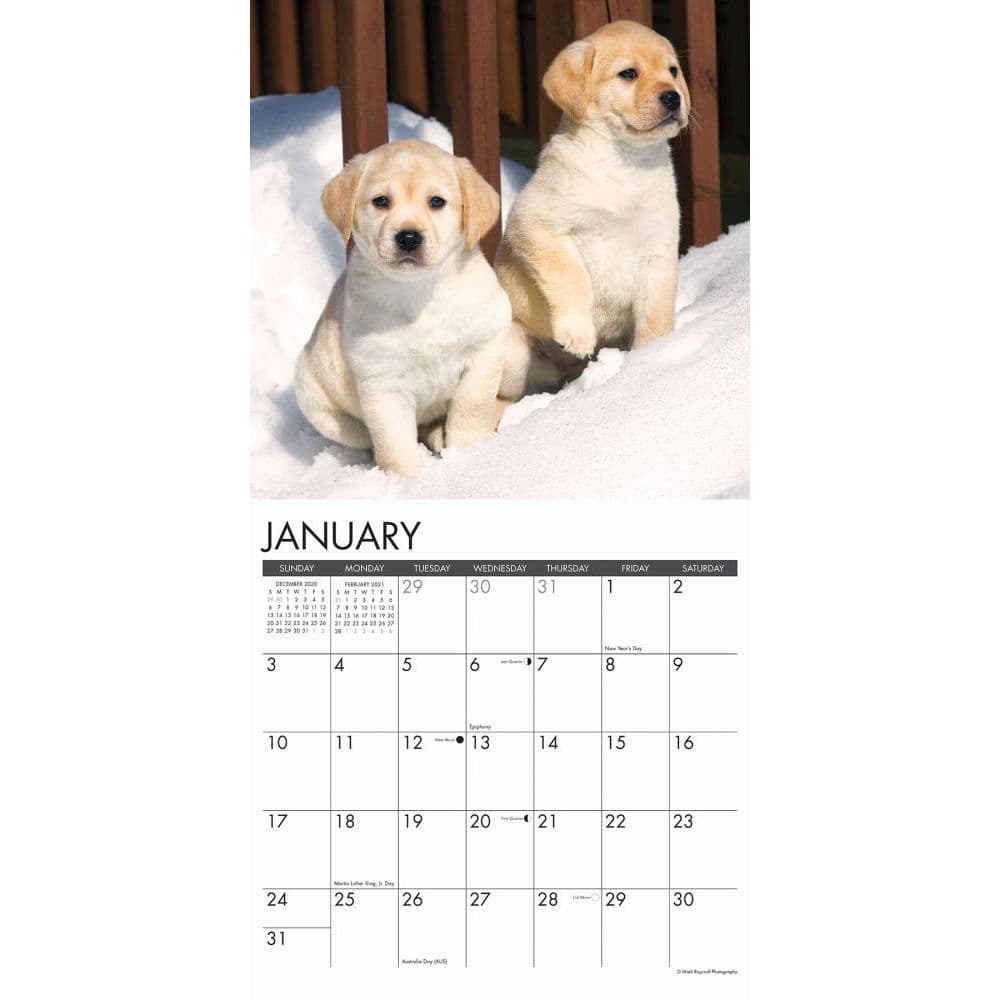 Just Yellow Lab Puppies Wall Calendar