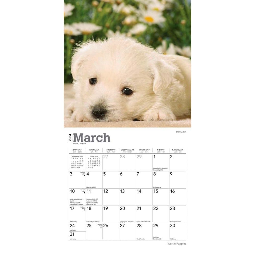 West Highland Terrier Puppies 2024 Mini Wall Calendar Second Alternate Image width=&quot;1000&quot; height=&quot;1000&quot;