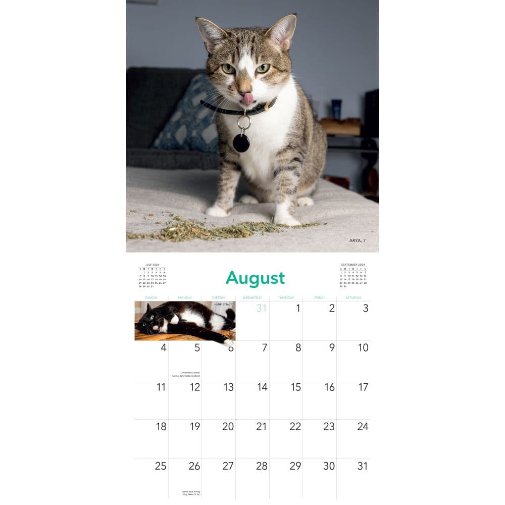 Cats on Catnip 2024 Wall Calendar