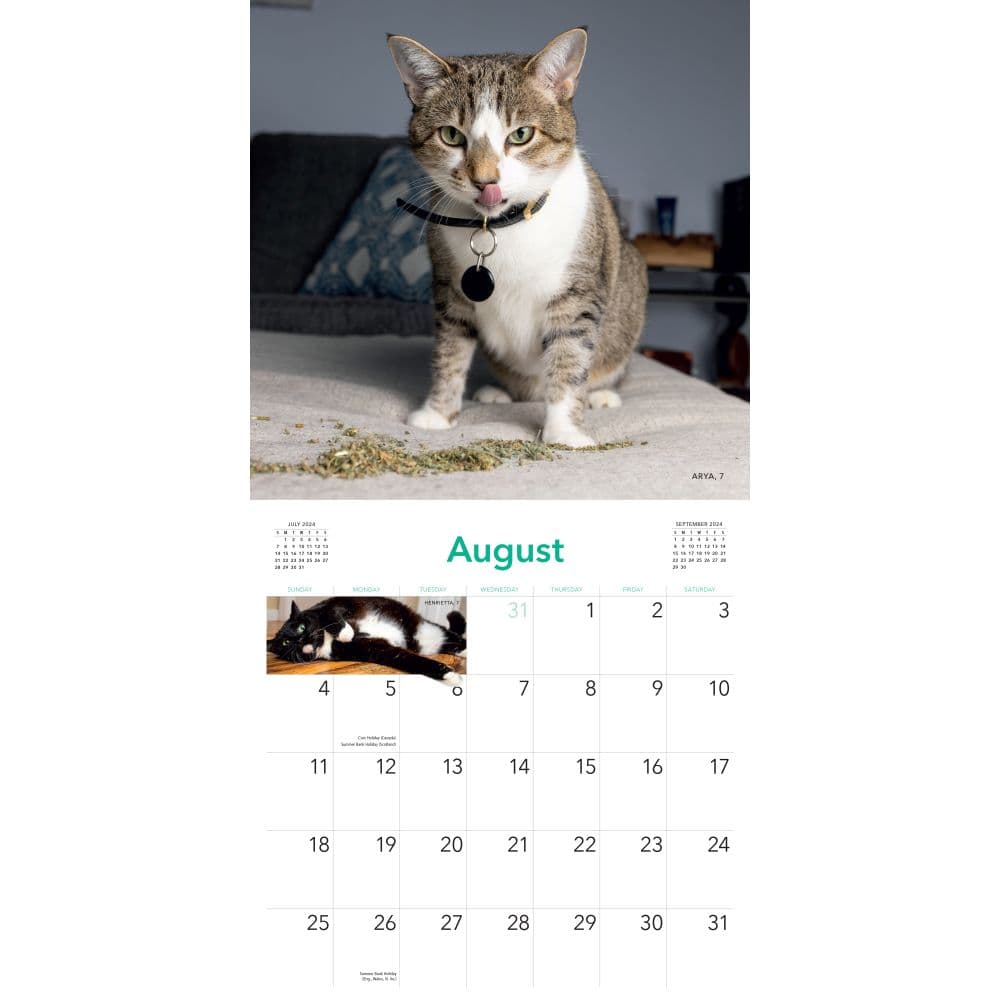 Cats on Catnip 2024 Wall Calendar Alternate Image 4