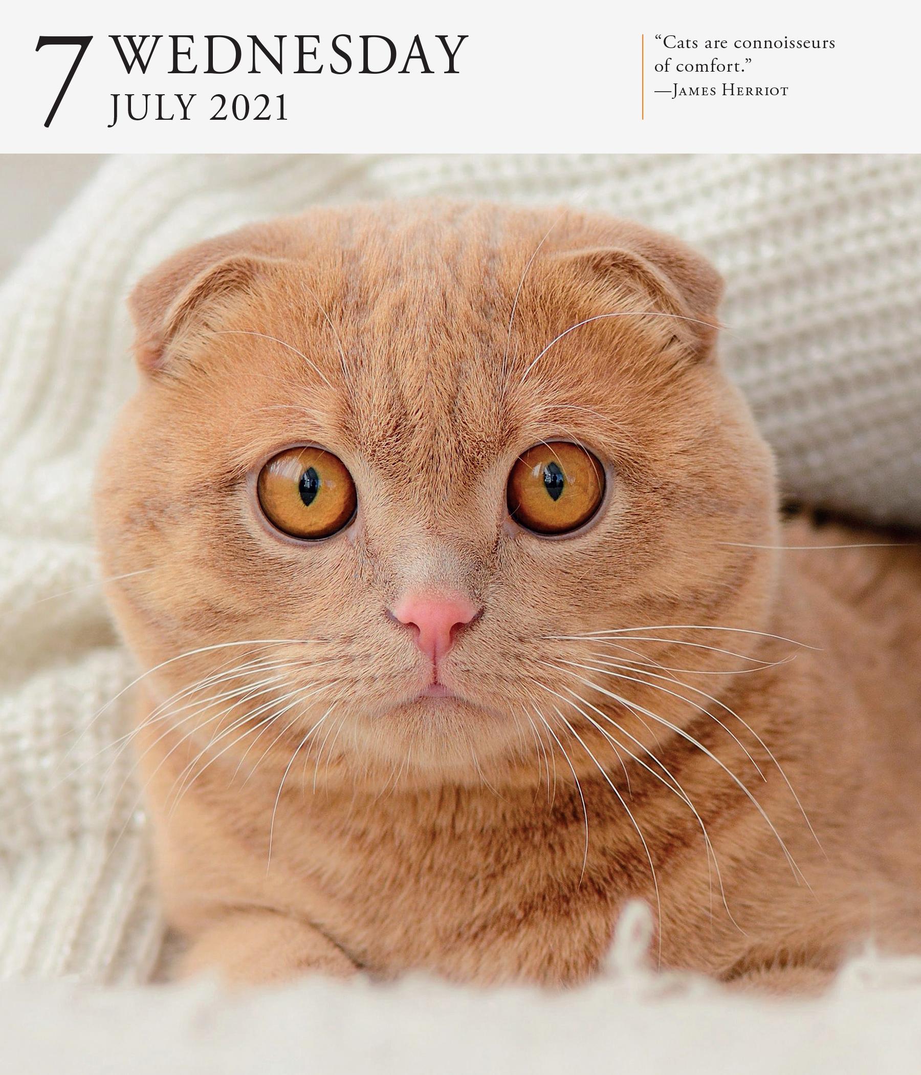 Funny Cat Desk Calendar 2025